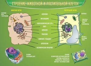 Стенд "Строение животной и растительной клеток" - fgospostavki.ru - Самара