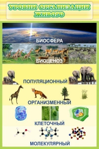 Стенд "Уровни организации живого" - fgospostavki.ru - Самара
