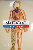 Модель барельефная "Кровеносная система человека" - fgospostavki.ru - Самара