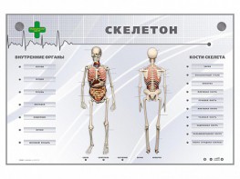 Электрифицированный стенд-тренажер "Скелетон" - fgospostavki.ru - Самара