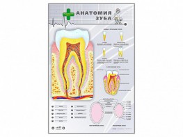 Электрифицированный стенд "Анатомия зуба" - fgospostavki.ru - Самара