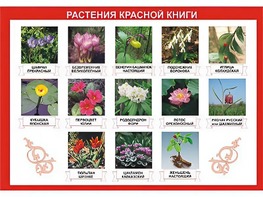 Таблица демонстрационная "Растения Красной книги" (винил 70*100) - fgospostavki.ru - Самара