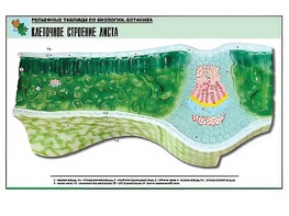 Рельефная таблица "Клеточное строение листа" (формат А1, матовое ламинирование) - fgospostavki.ru - Самара