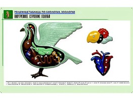 Рельефная таблица "Внутреннее строение голубя" (формат А1, матовое ламинирование) - fgospostavki.ru - Самара