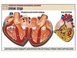 Рельефная таблица "Строение сердца" (формат А1, матовое ламинирование) - fgospostavki.ru - Самара