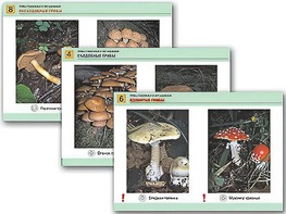 Комплект таблиц раздаточных "Грибы съедобные и несъедобные" (цветные, ламинированные, А4, 8 штук) - fgospostavki.ru - Самара