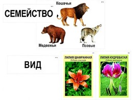 Модель-аппликация "Классификация растений и животных" (ламинированная) - fgospostavki.ru - Самара