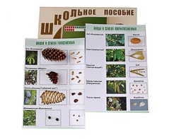 Коллекция "Шишки, плоды, семена деревьев и кустарников" - fgospostavki.ru - Самара