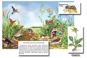 Магнитный плакат-аппликация "Луг: биоразнообразие и взаимосвязи в сообществе" - fgospostavki.ru - Самара