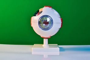 Модель глаза - fgospostavki.ru - Самара