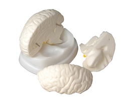 Модель мозга в разрезе - fgospostavki.ru - Самара