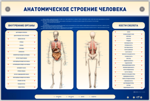Электрифицированный стенд-тренажер c макетом скелета "Анатомическое строение человека" - fgospostavki.ru - Самара
