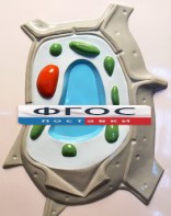 Модель барельефная "Растительная клетка" - fgospostavki.ru - Самара