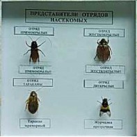 Коллекция энтомологическая "Представители отряда насекомых" - fgospostavki.ru - Самара