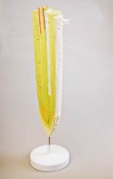 Модель строения корня - fgospostavki.ru - Самара