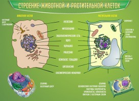 Стенд "Строение животной и растительной клеток" - fgospostavki.ru - Самара