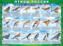 Комплект таблиц "Птицы России (4 листа)" (100х140 сантиметров, винил) - fgospostavki.ru - Самара
