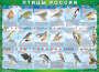 Комплект таблиц "Птицы России (4 листа)" (100х140 сантиметров, винил) - fgospostavki.ru - Самара